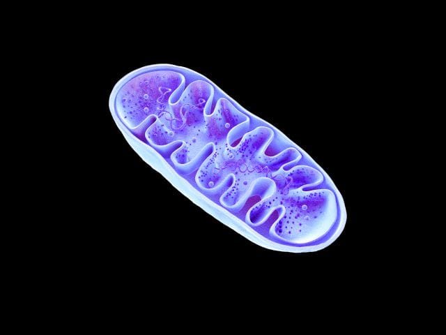3D Illustration von Mitochondrien