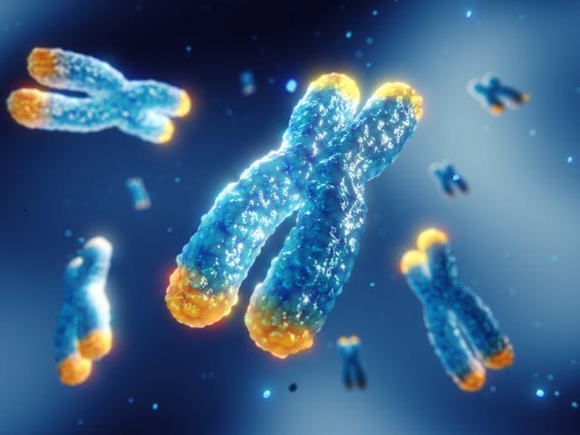 3D-Illustration von Chromosomen, bei denen die Telomere bunt eingefärbt sind.