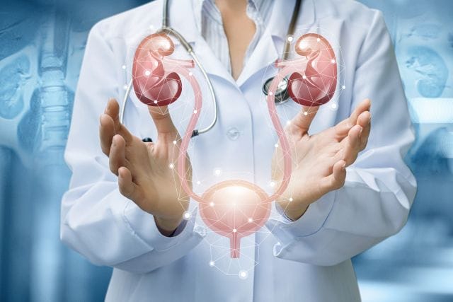 Das Bild zeigt eine Ärztin mit weißem Kittel und Stethoskop, zwischen deren Händen eine 3D-Illustration des menschlichen Harnsystems ist, als Symbolbild für das Urothelkarzinom.