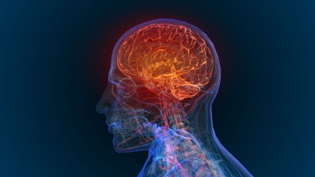 3D-Illustration des menschlichen Kopfes inklusive anatomischer Illustration des Gehirns und Nerven als Symbolbild für primäre ZNS-Lymphome.